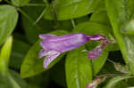 Small's beardtongue